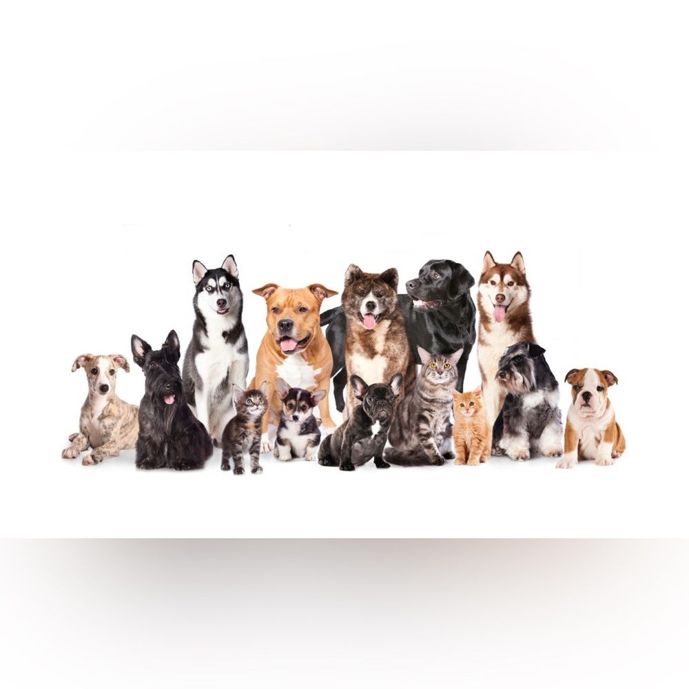 Buy a Bag of Food for Our Rescued Animals LIVE NOW